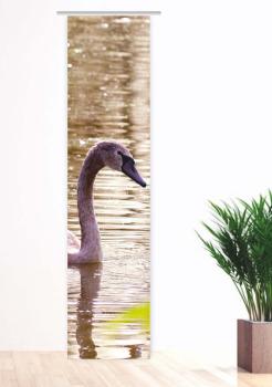 Jungschwan, Flächenvorhang Einzel